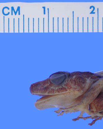 Media type: image; Herpetology A-13061